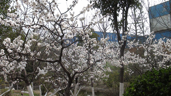 太極搪玻璃設備公司廠區的杏樹開滿了花